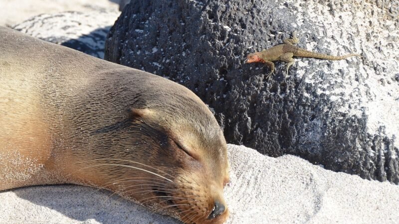 galapagos-islands-2380429_1280