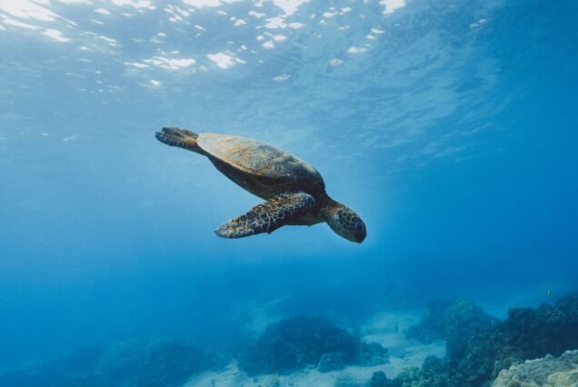 Galapagos Tour 3 Nächte / 4 Tage