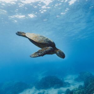 Galapagos Tour 3 Nächte / 4 Tage (Copy)