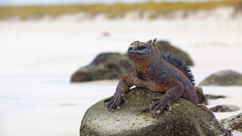 A marine iguana walking on the beach on Galapagos