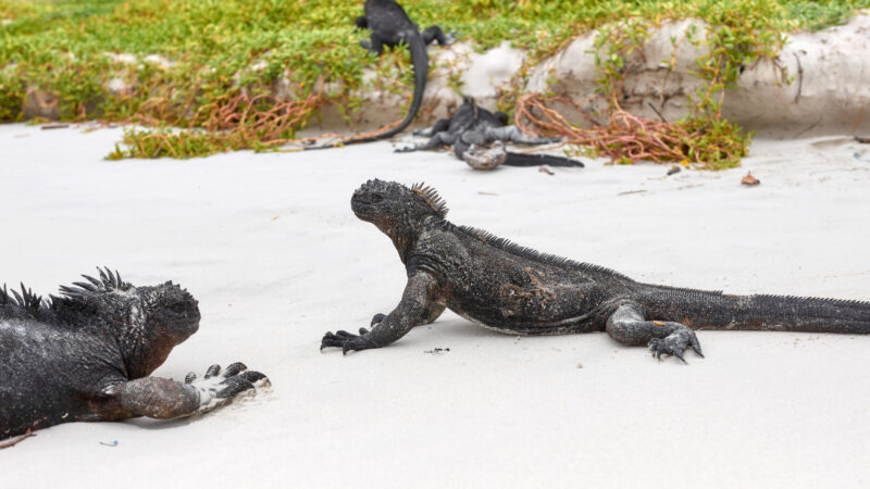 Galapagos marine iguanas on a beach, selective focus, Galapagos Islands, Ecuador.