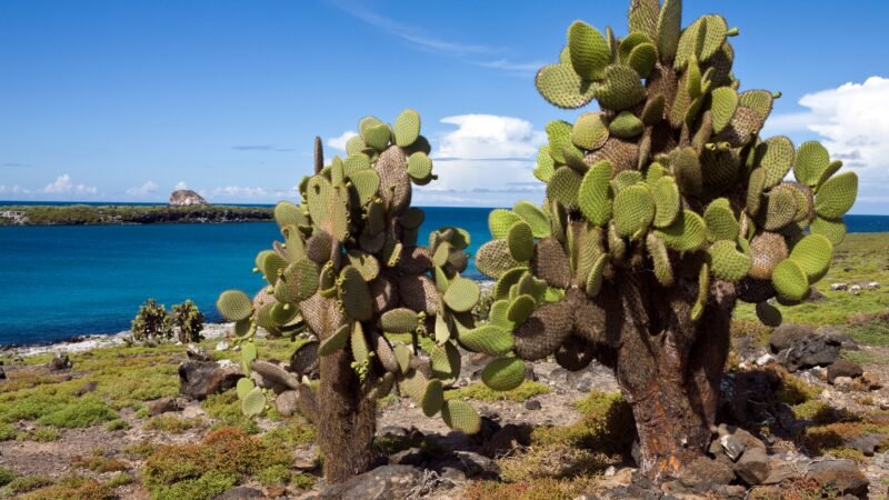 Giant Prickly Pear Cactus (Opuntia spp.) on South Plaza Island in the Galapagos Islands - Ecuador.