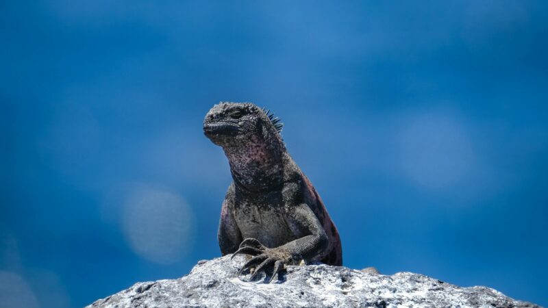 pexels-francesco-ungaro-2289754