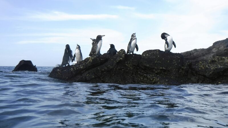 pexels-karen-longwell-1620497134-27542252