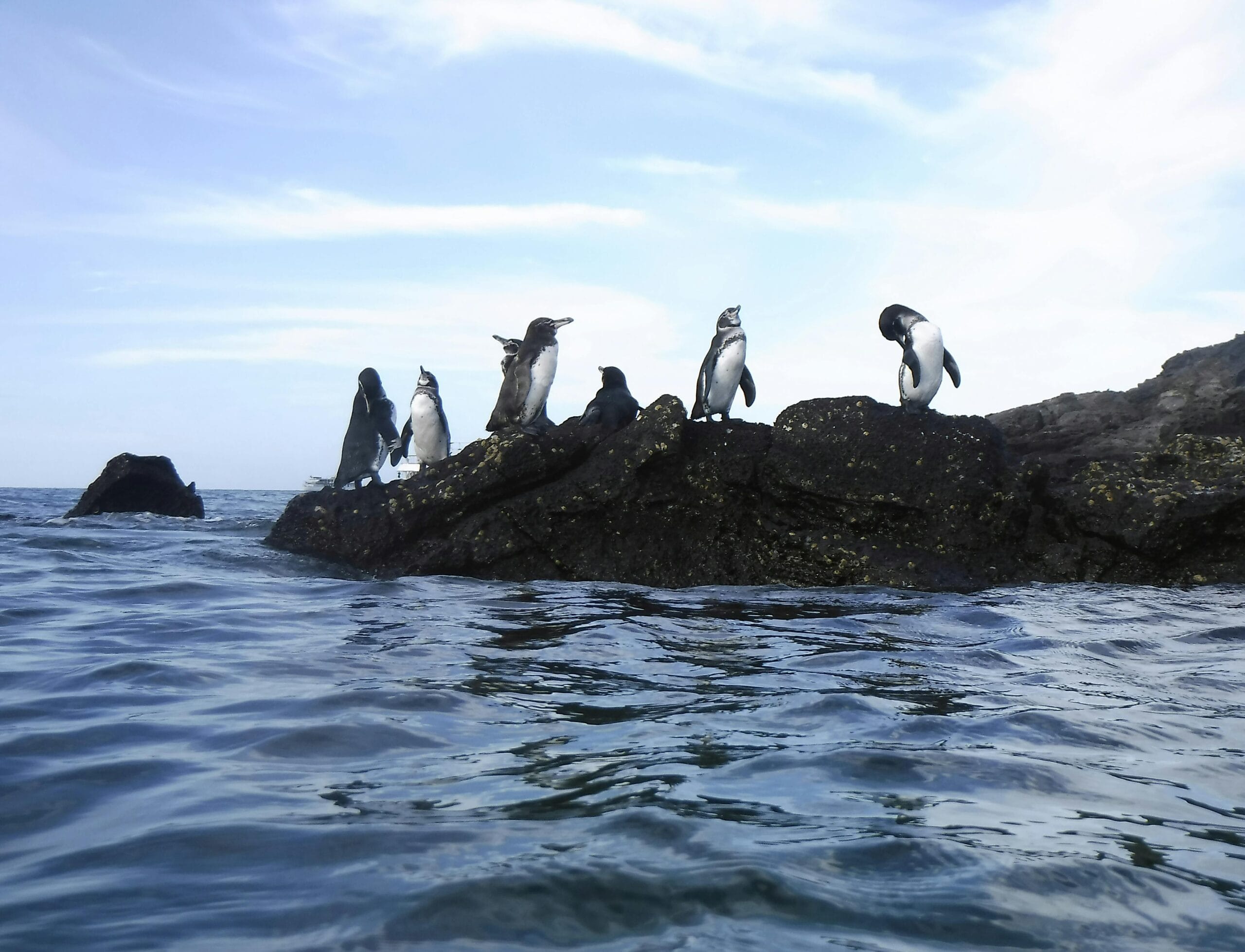 Galapagos penguin