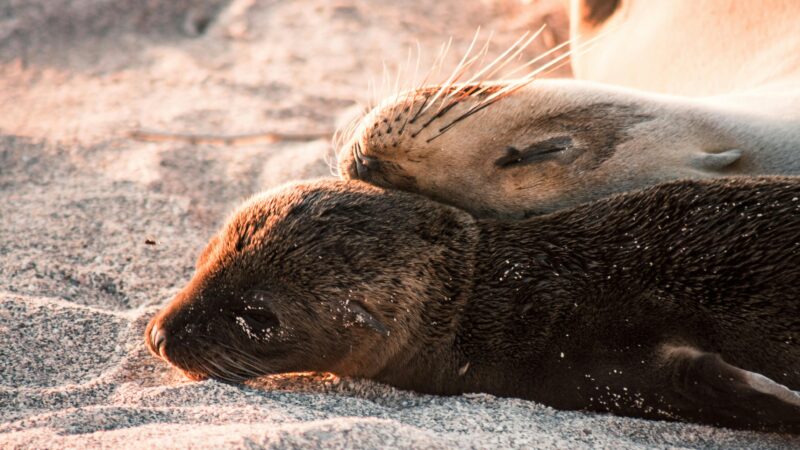 pexels-photations-26381601