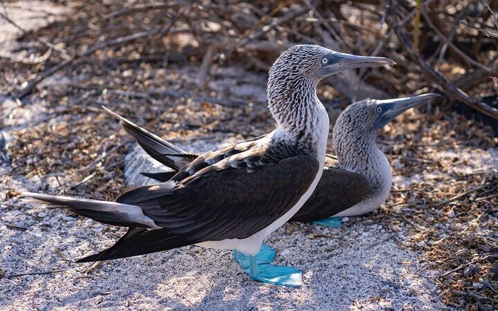 Blue footed