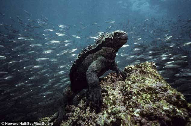 Marine iguana in Galapagos