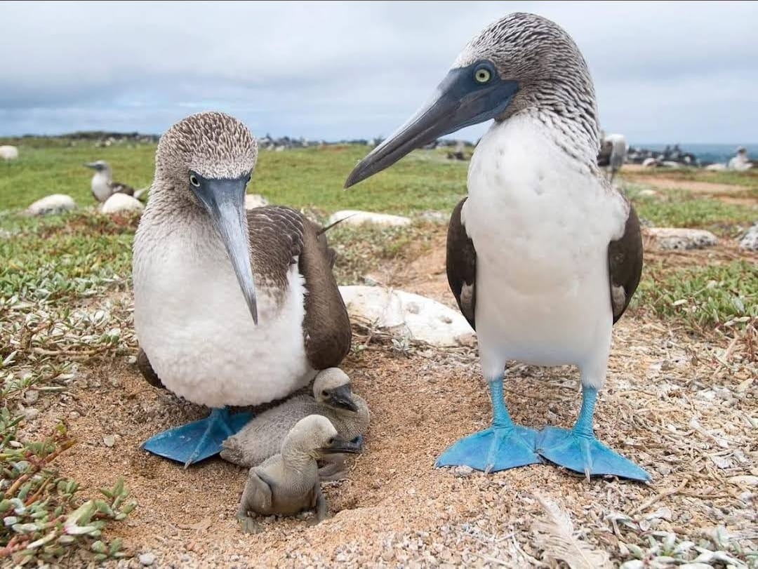 Bartolome Island in Galapagos