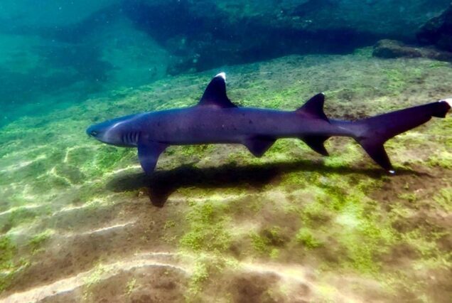 Pinzón Island - Daytour