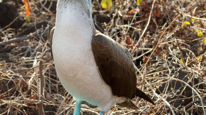 29142632-f25c-4991-ba15-da6ab0cbd0e7