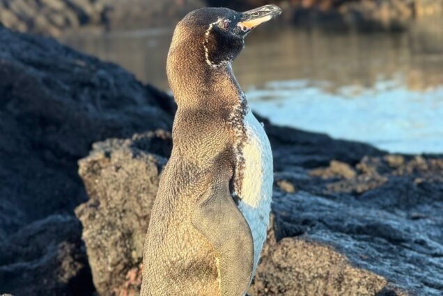 Los Tuneles - Daytour