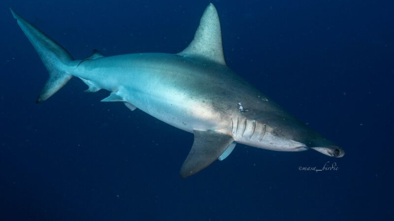 8ec4866c-cf09-4dec-a5fd-8ce474c73c48