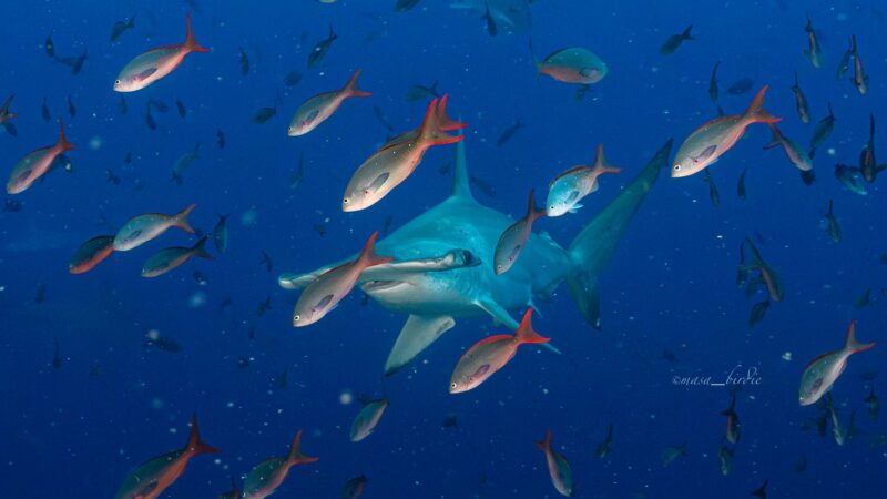 90cc4be8-b3a8-4b92-ad4a-a64ce837f663