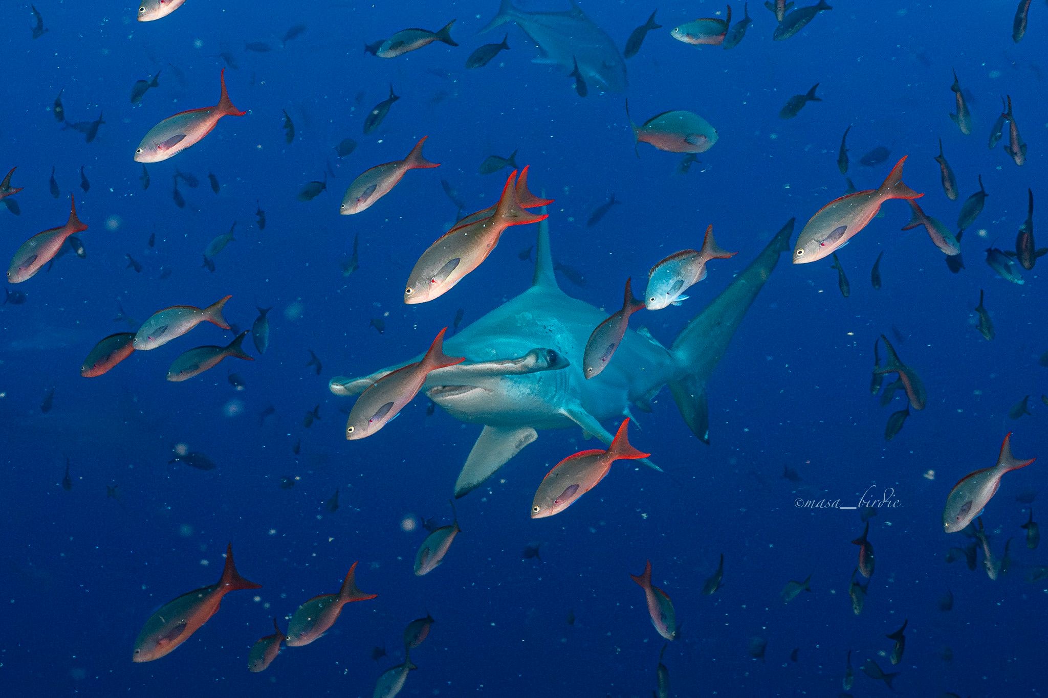 Kicker Rock day tour experience near San Cristobal Island