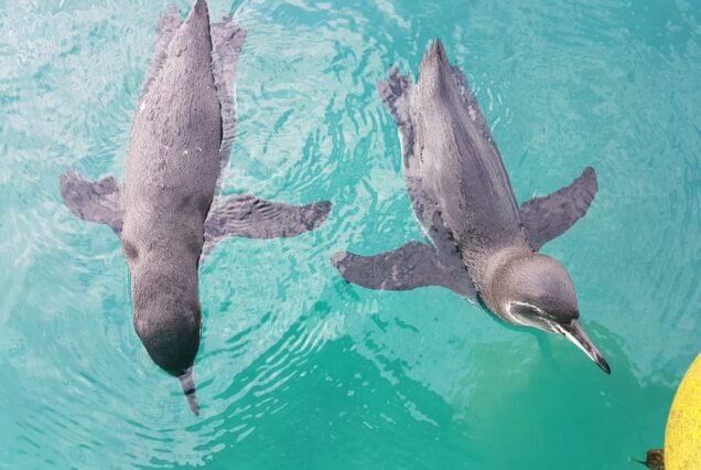 Tintoreras - Daytour