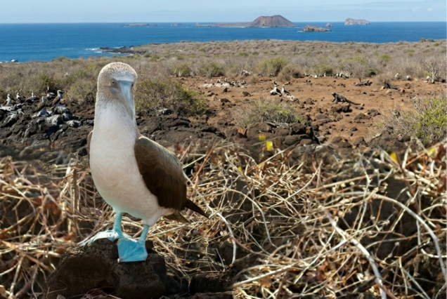 Floreana Island and Enderby