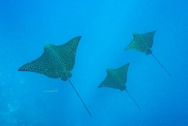 360 Tour - San Cristobal