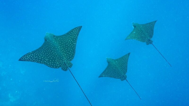 bf210bfa-5c07-4ca0-9093-0bbf49d6df9e