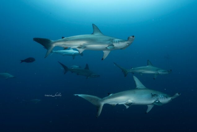 Diving in Galapagos - for experienced Divers