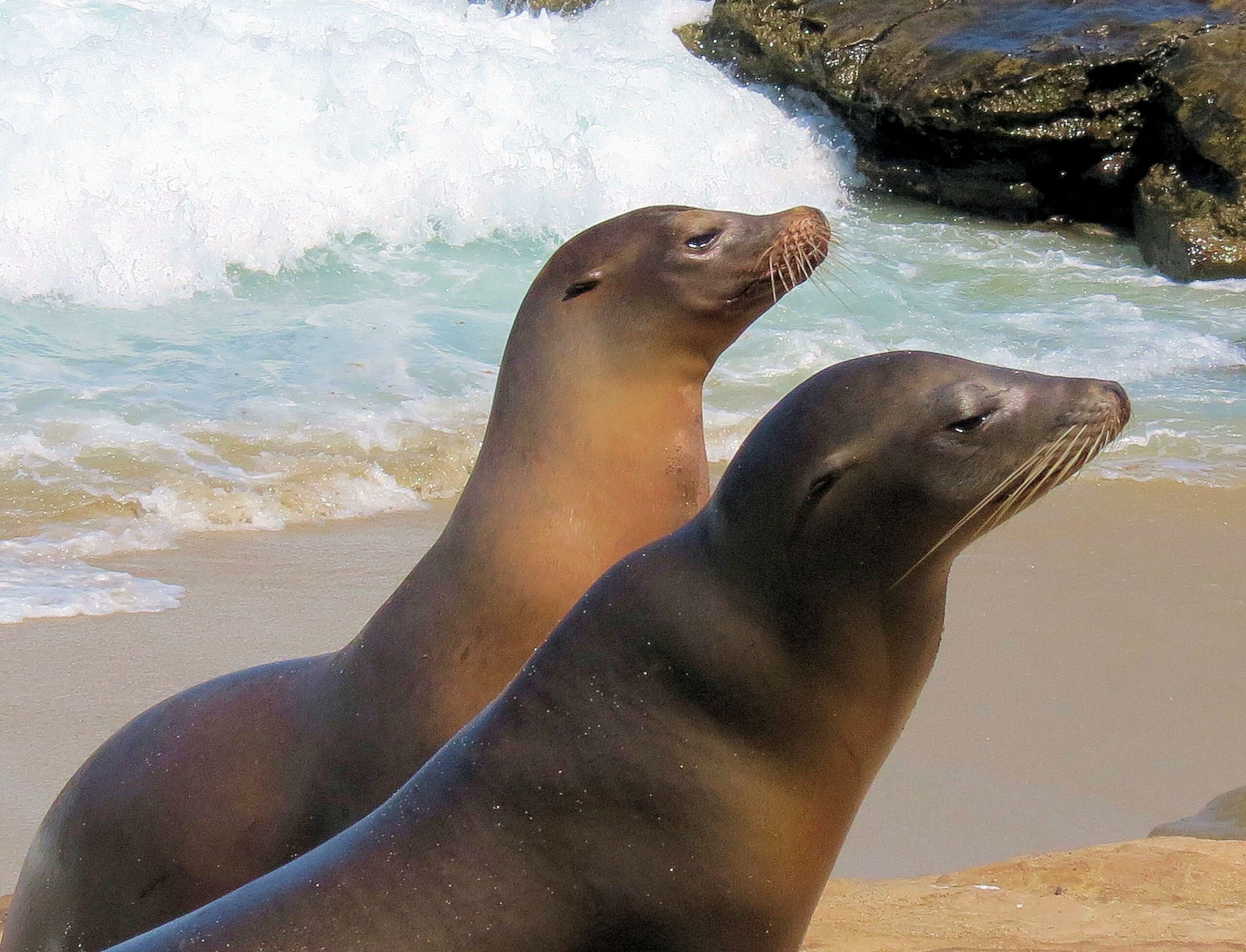 Galapagos sea lions resting on the beach at San Cristobal Island