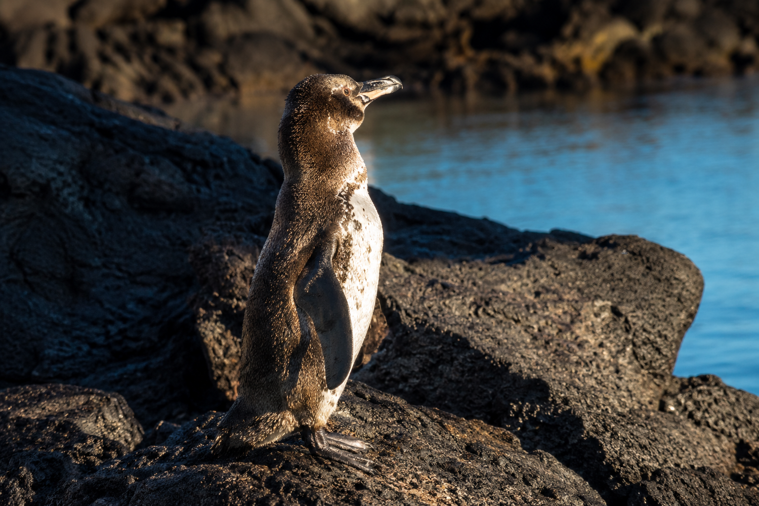 Tours from Isabela in Galápagos