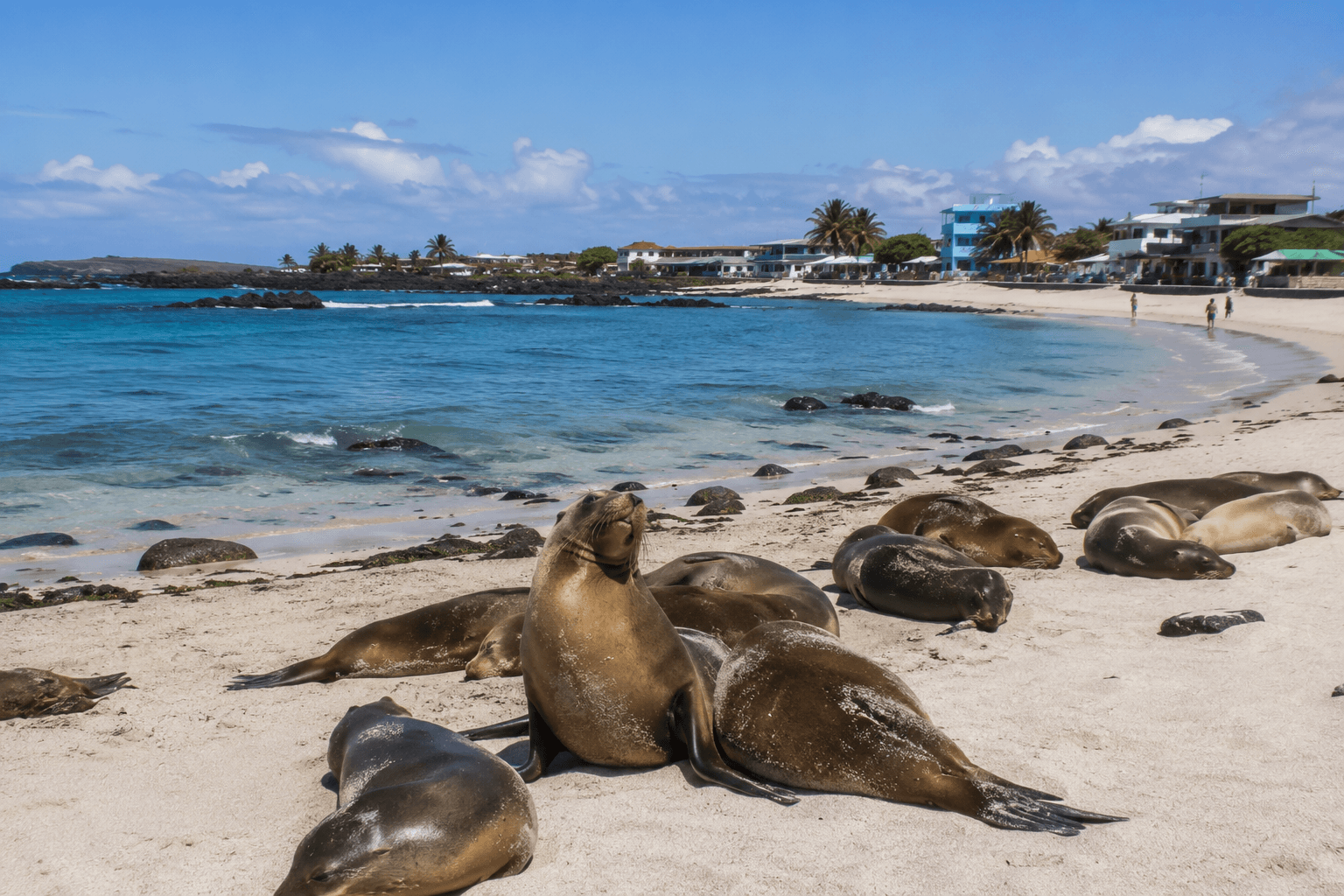 Free day in San Cristobal with sea lions on the beach