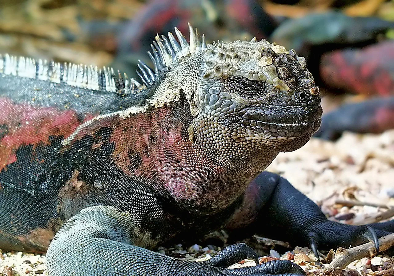 Galapagos marine iguana resting on volcanic rocks