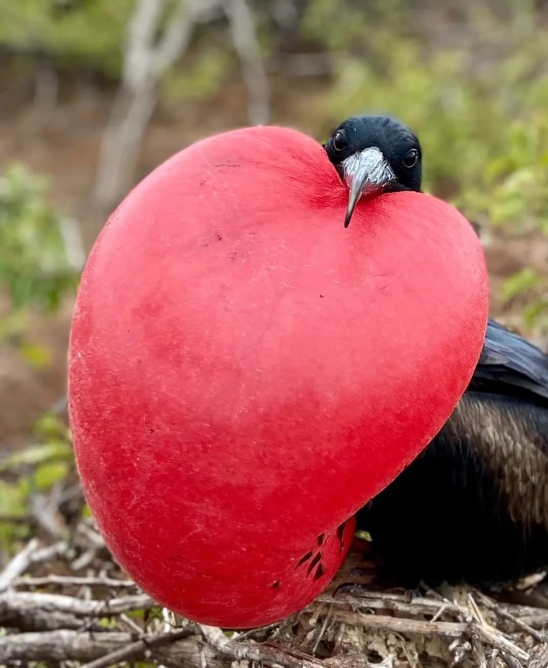 Galapagos frigatebird with inflated red throat pouch
