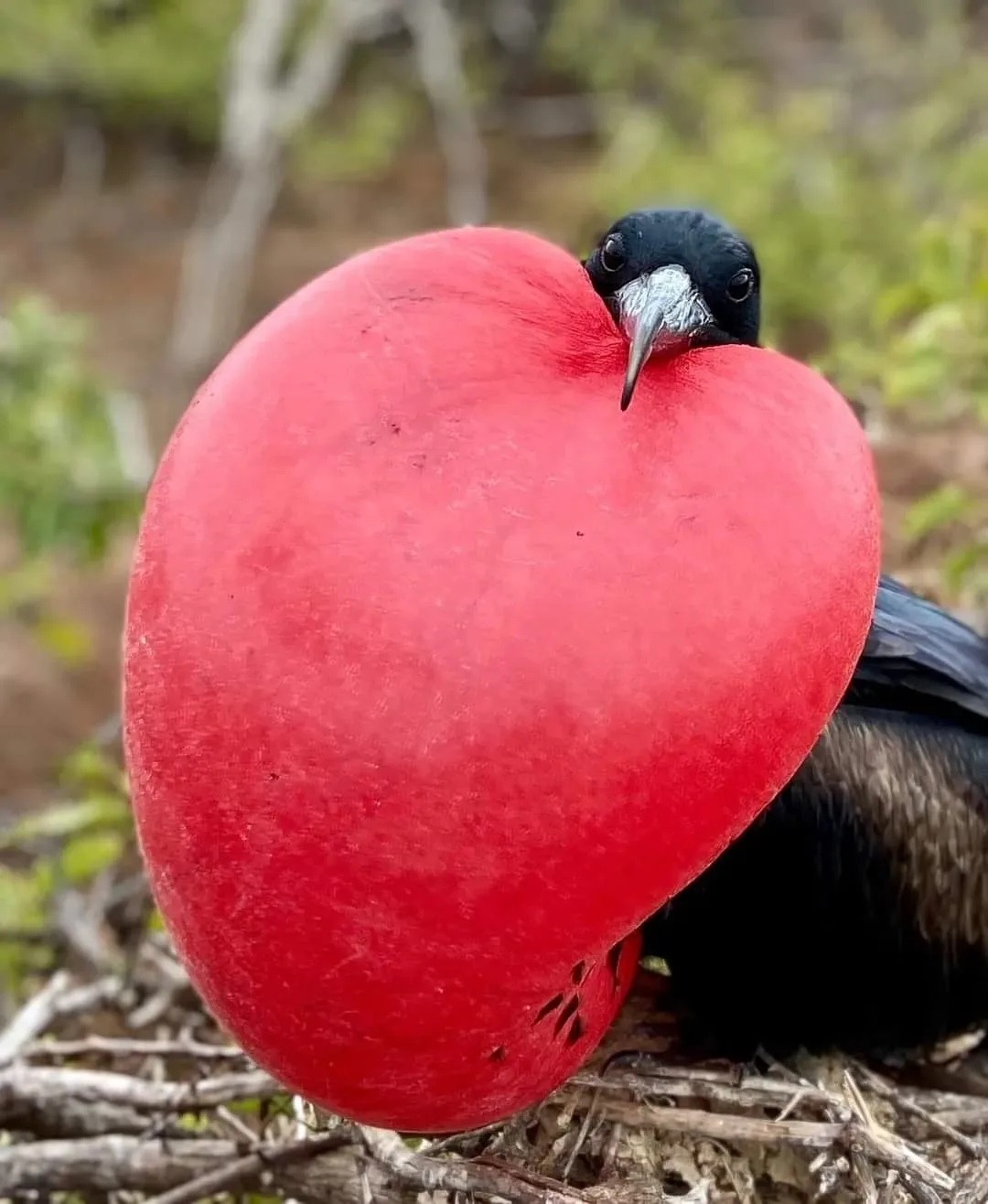 Galapagos frigatebird