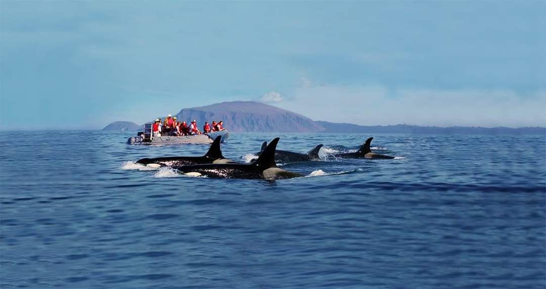 Dolphins swimming beside a small Galapagos expedition boat