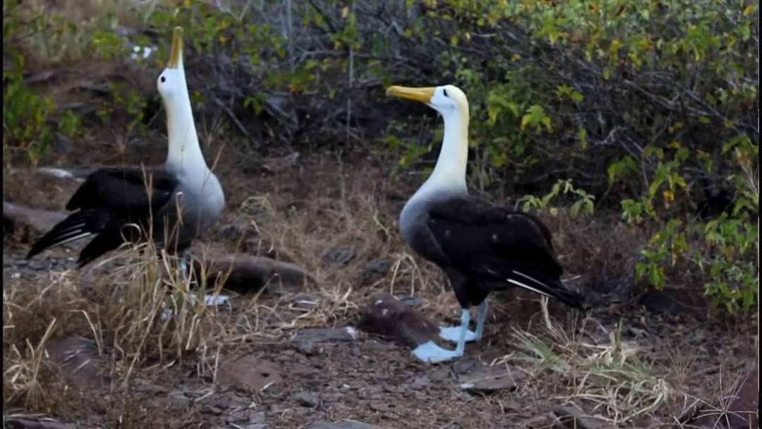 Waved albatrosses on Española Island