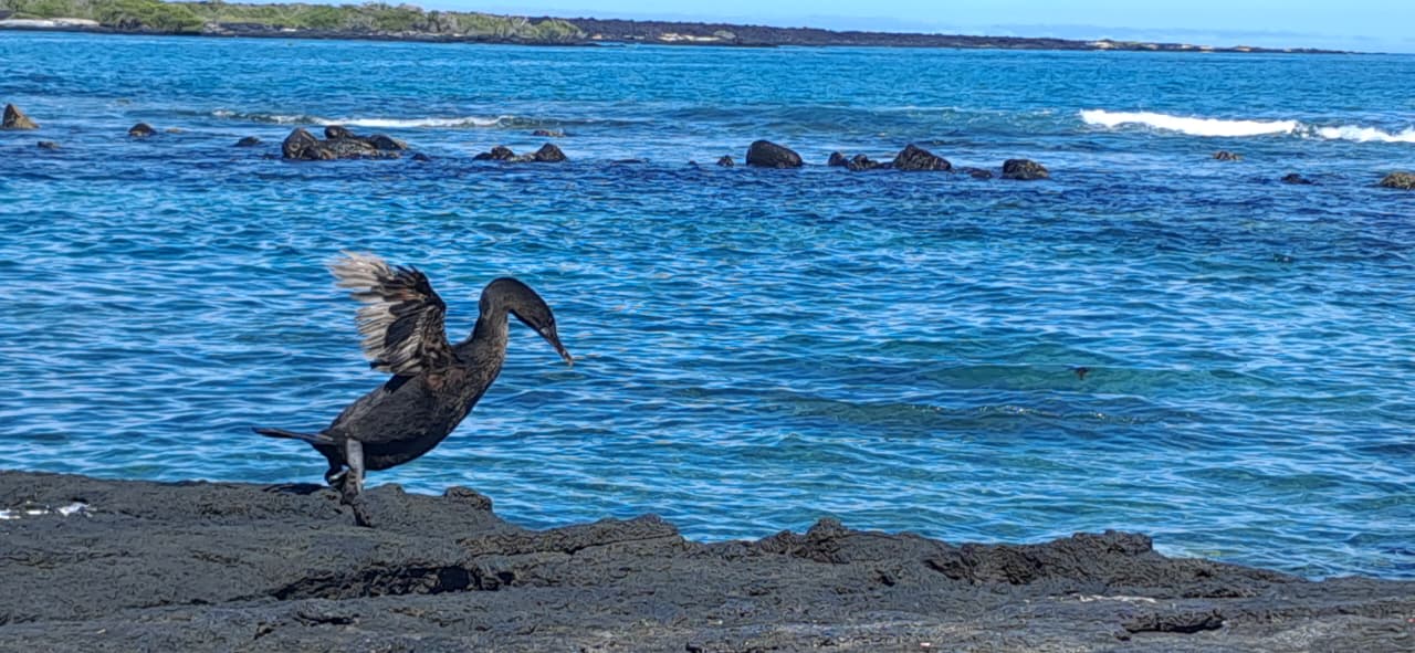 Flightless cormorant