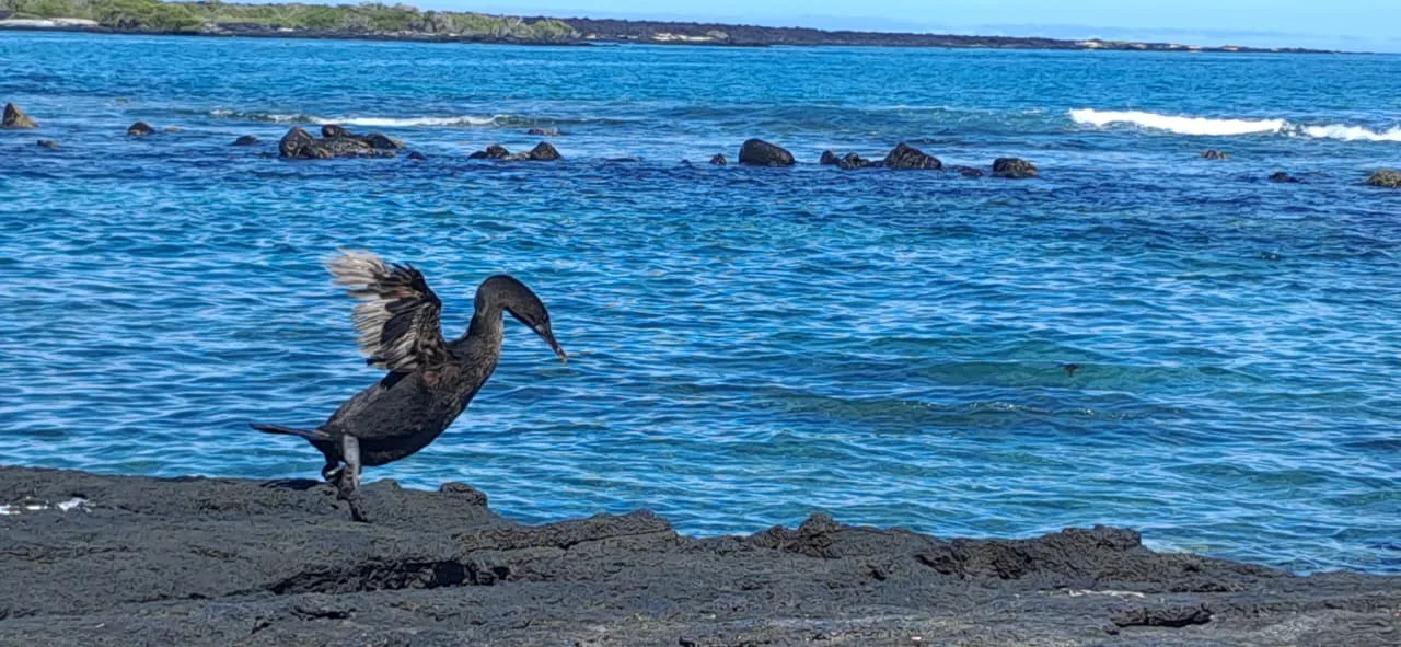 Flightless cormorant