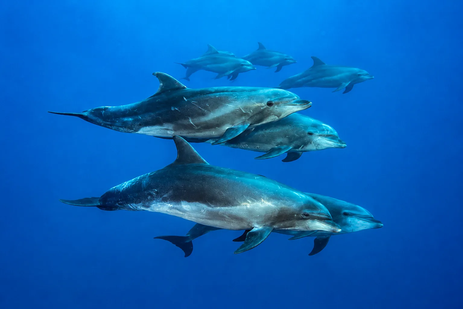 Pod of bottlenose dolphins swimming in Galapagos waters