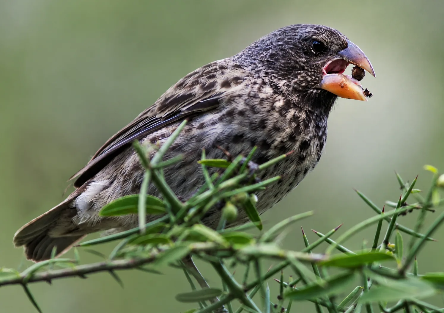 Darwin finch feeding among thorny Galapagos vegetation