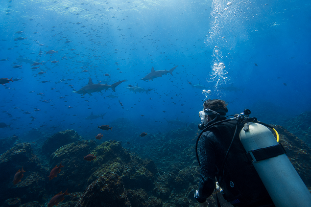 Diving in the Galápagos Islands