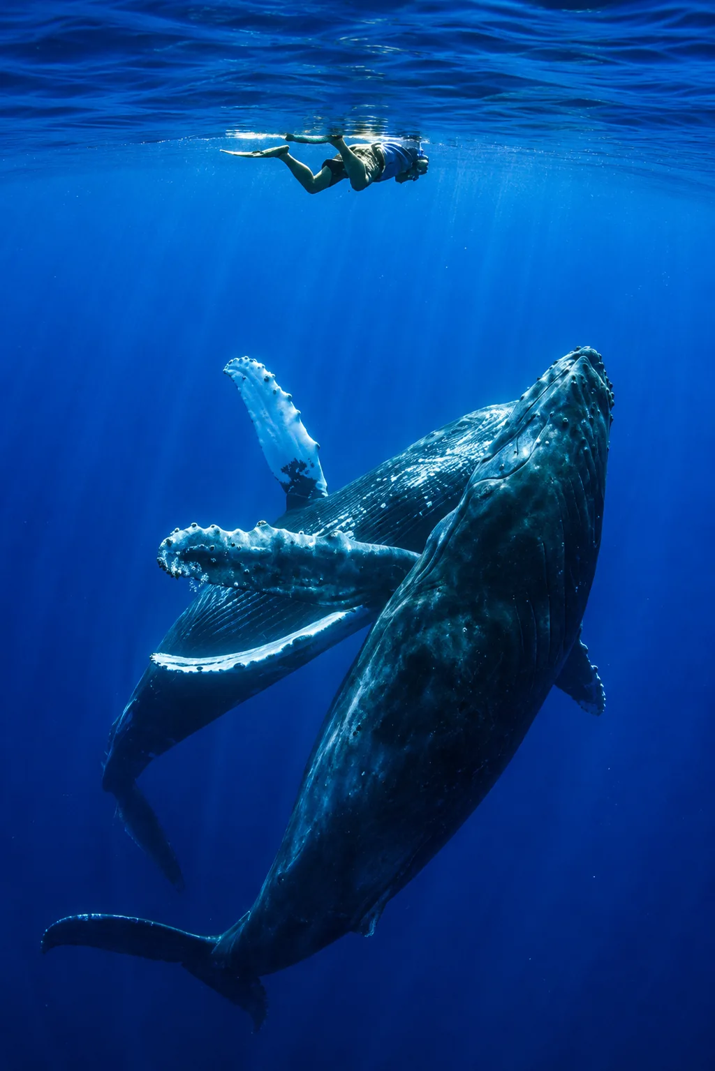 Humpback whales swimming beneath the ocean surface