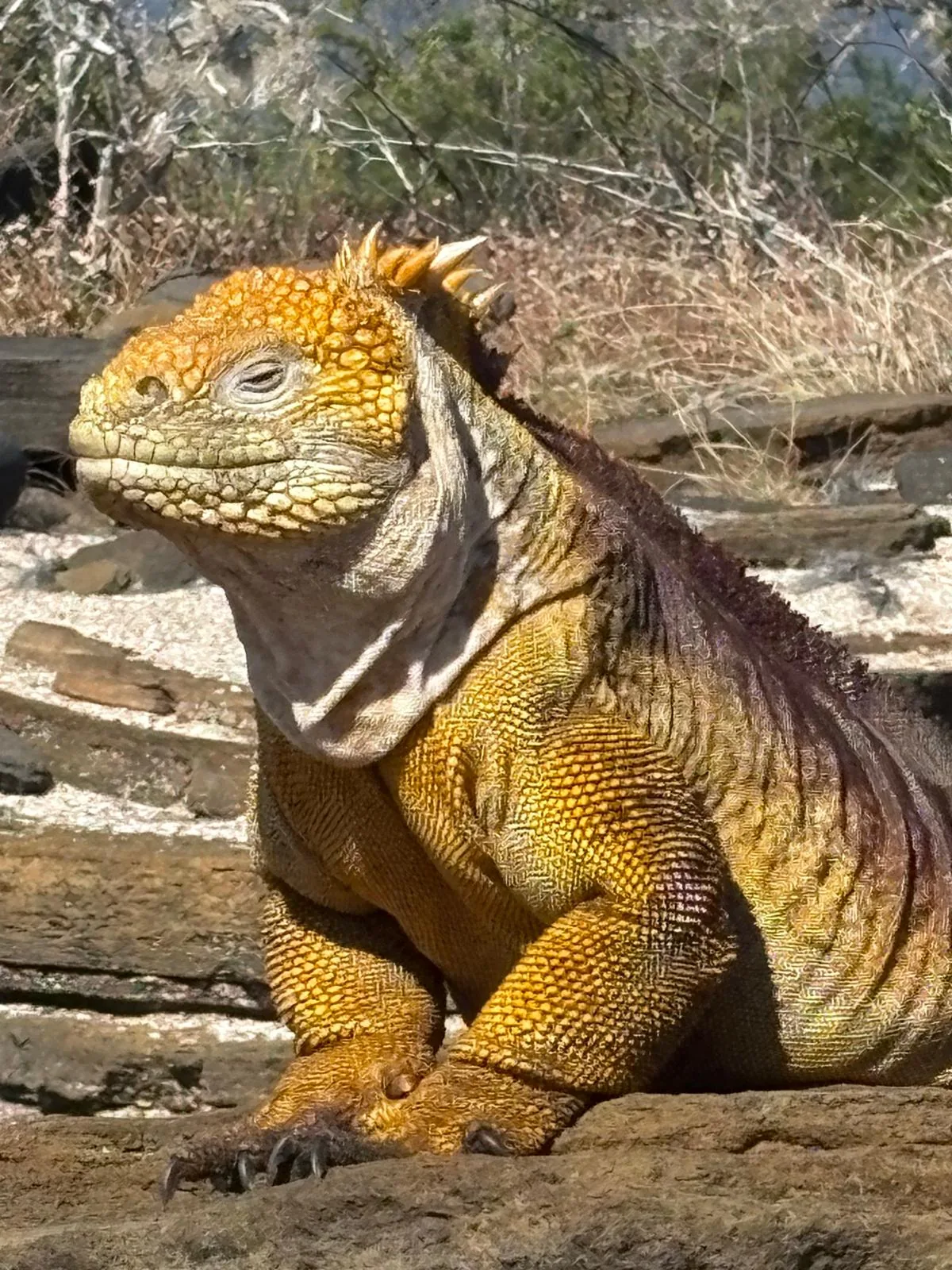 Golden Galapagos land iguana in its natural habitat