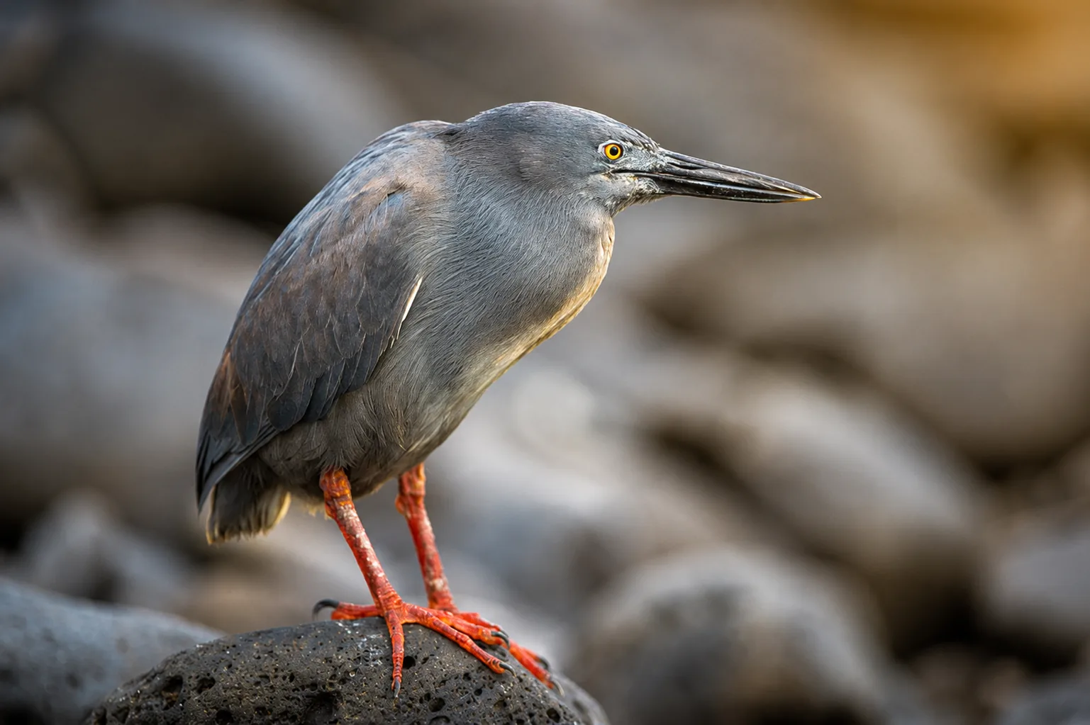 Lava heron standing on black volcanic rock
