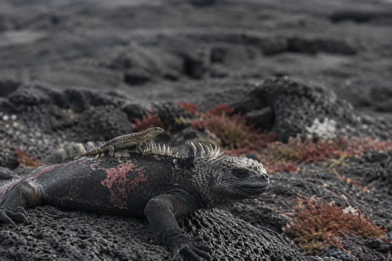 Small Galapagos lava lizard standing on a marine iguana