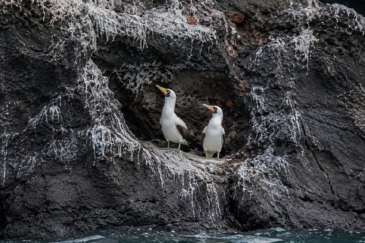 Two Nazca boobies resting inside a volcanic rock alcove