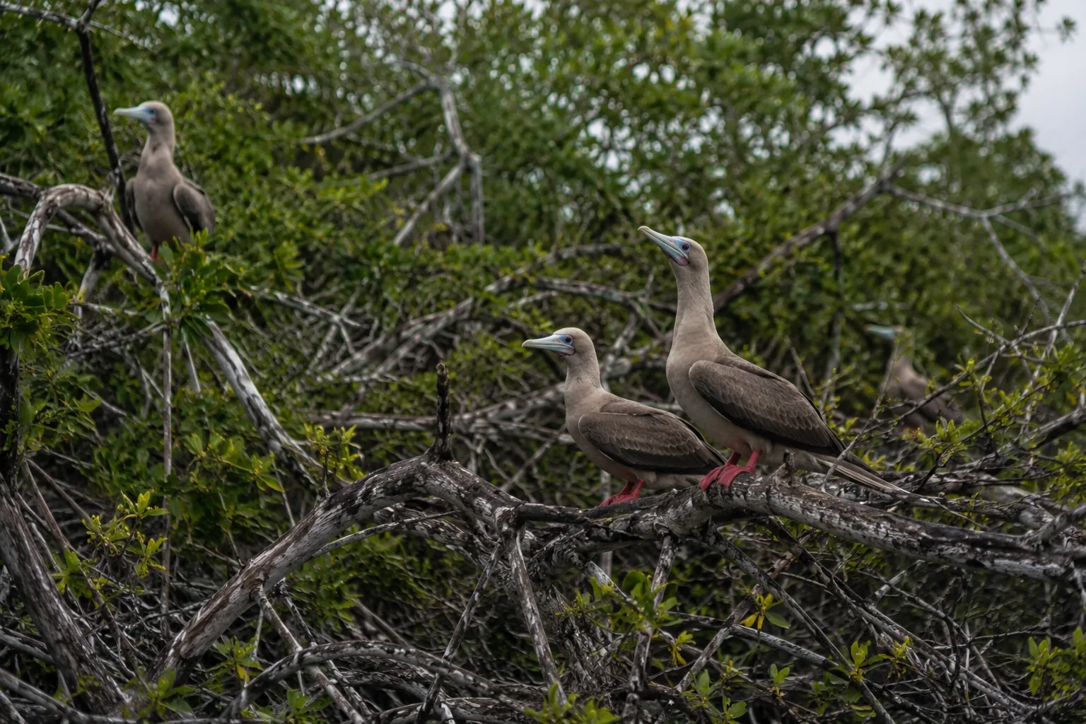 Red-footed boobies perched in mangrove vegetation