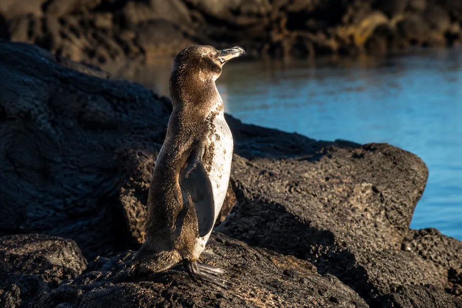 Tours from Isabela in Galápagos