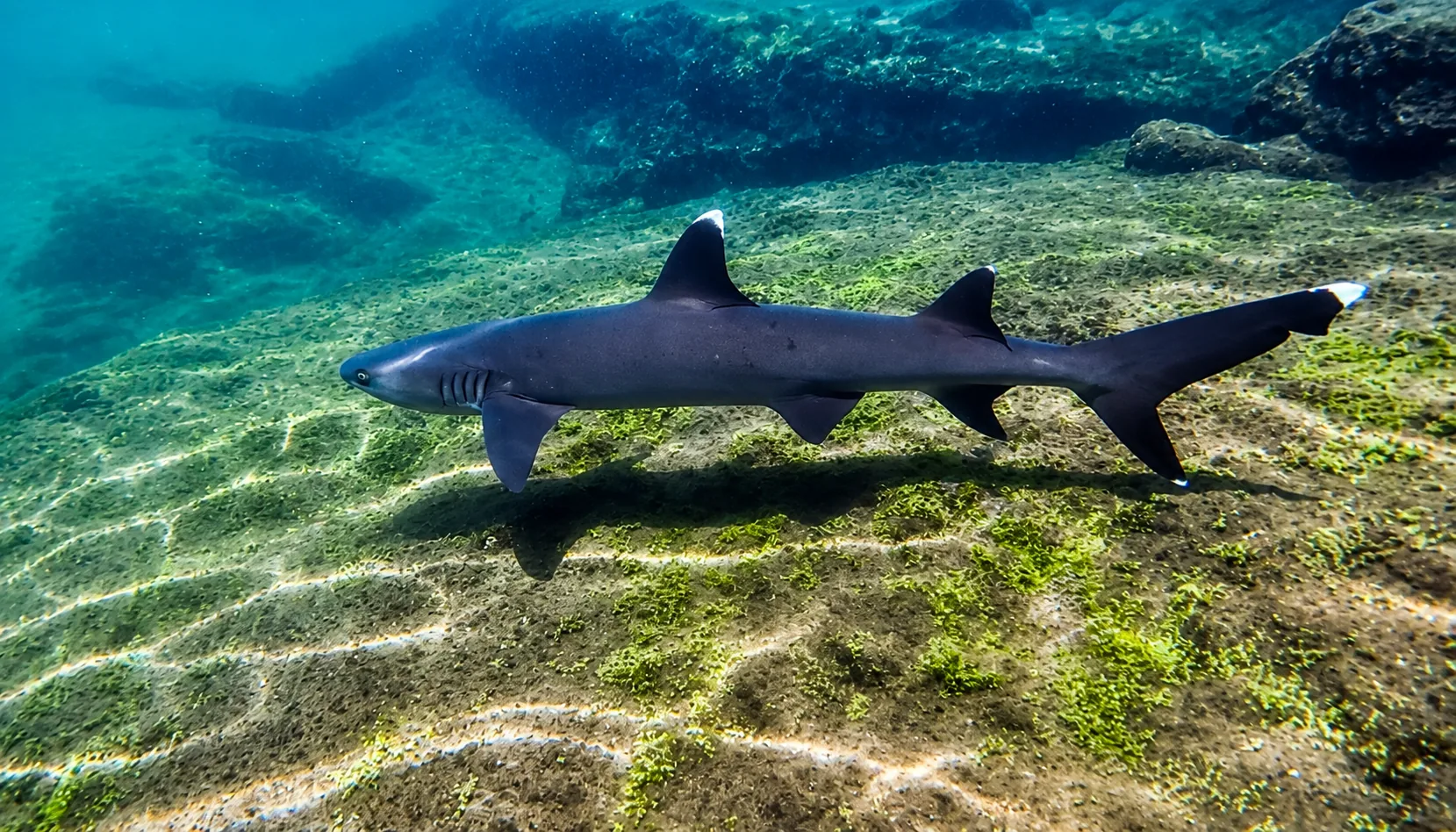 White-tip reef shark swimming above a rocky seabed