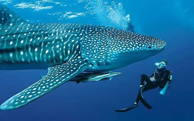 Whale Shark
