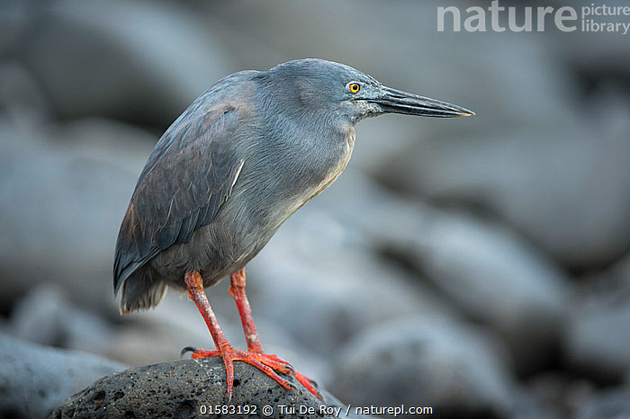 Lava Heron in Galápagos