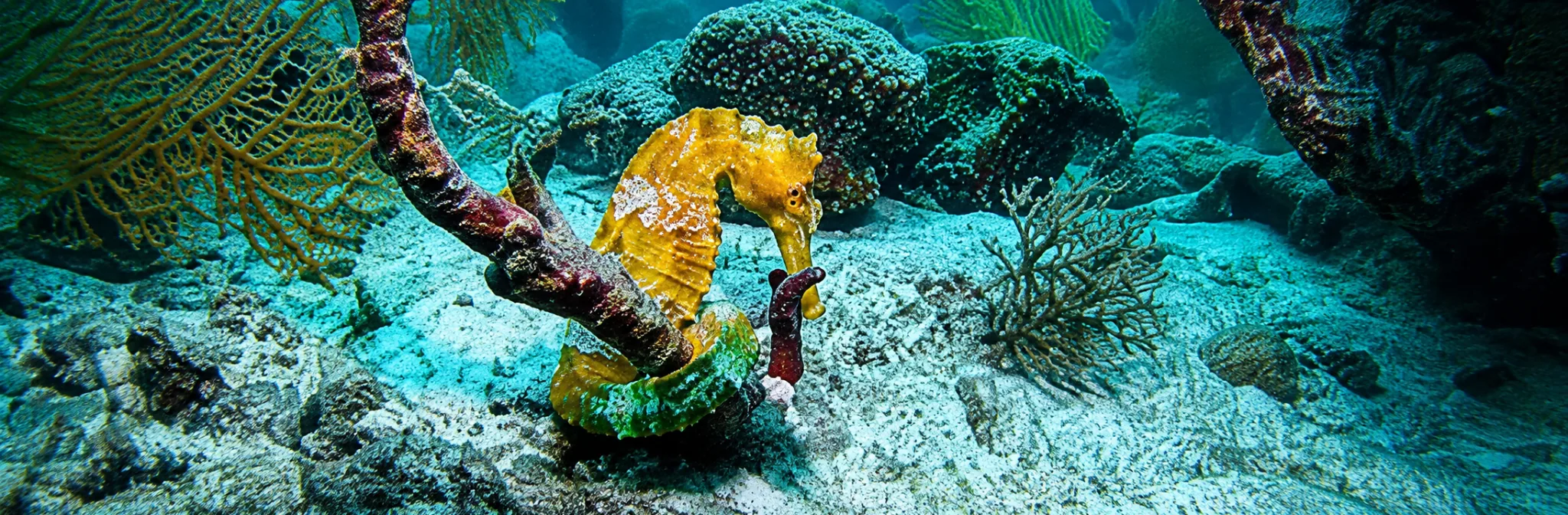 Seahorse