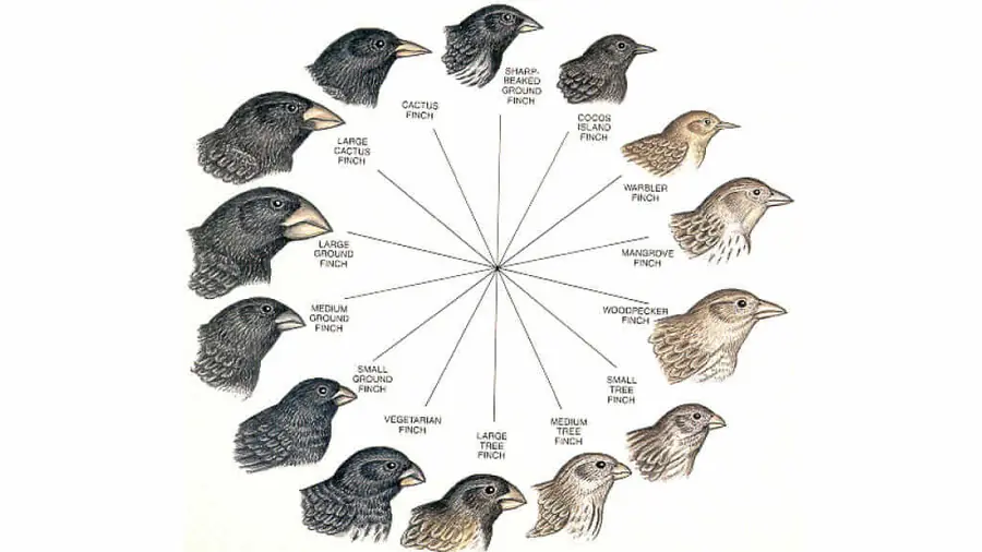 Darwin’s Finch in Galápagos