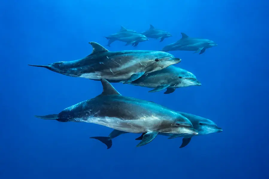 Dolphin in Galápagos